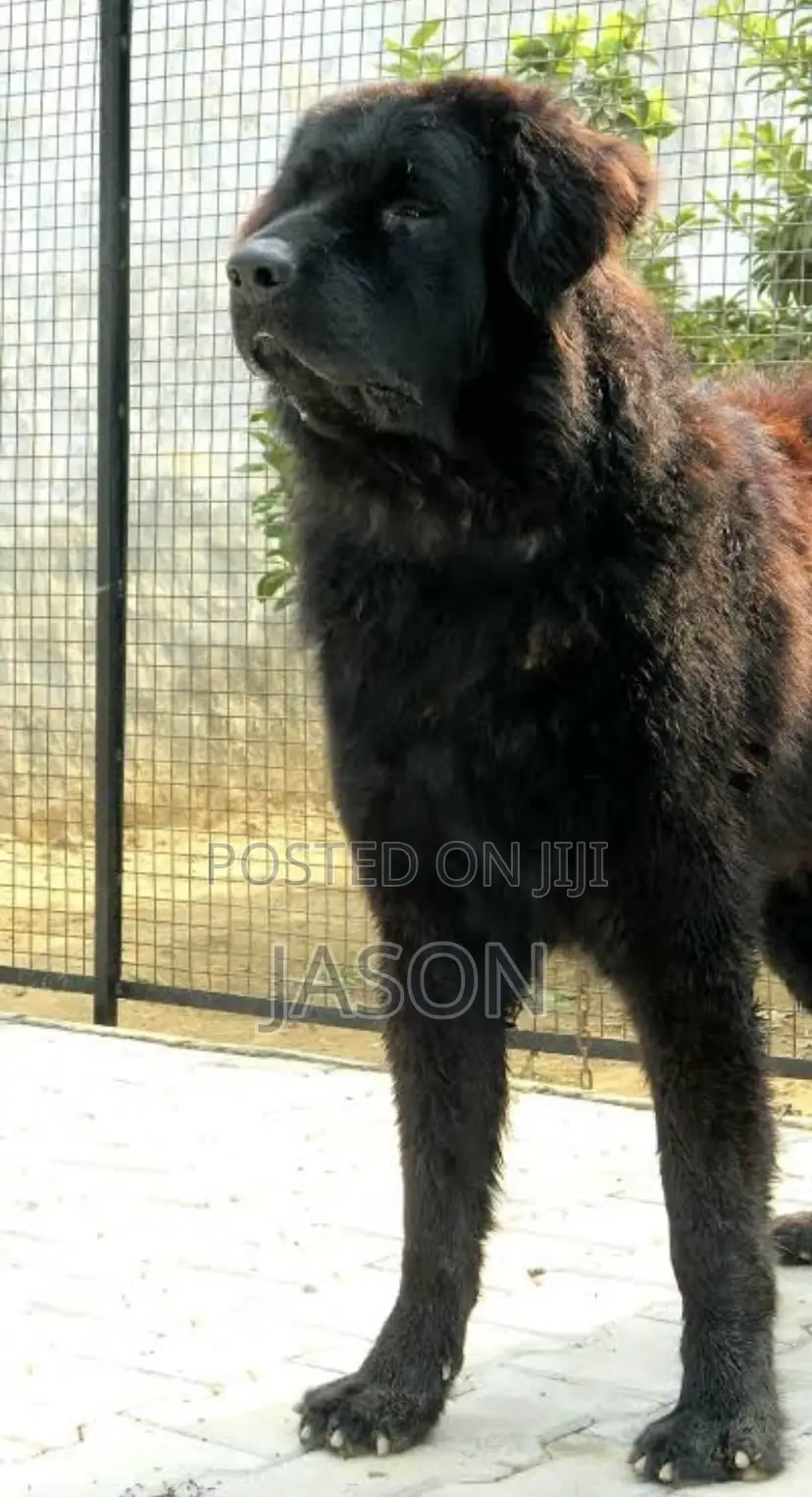 6-12 months Male Purebred Caucasian Shepherd
