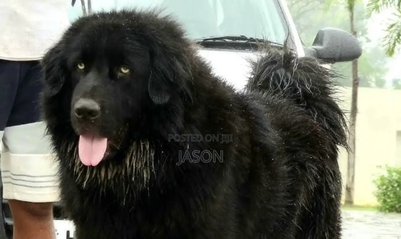 6-12 months Male Purebred Caucasian Shepherd