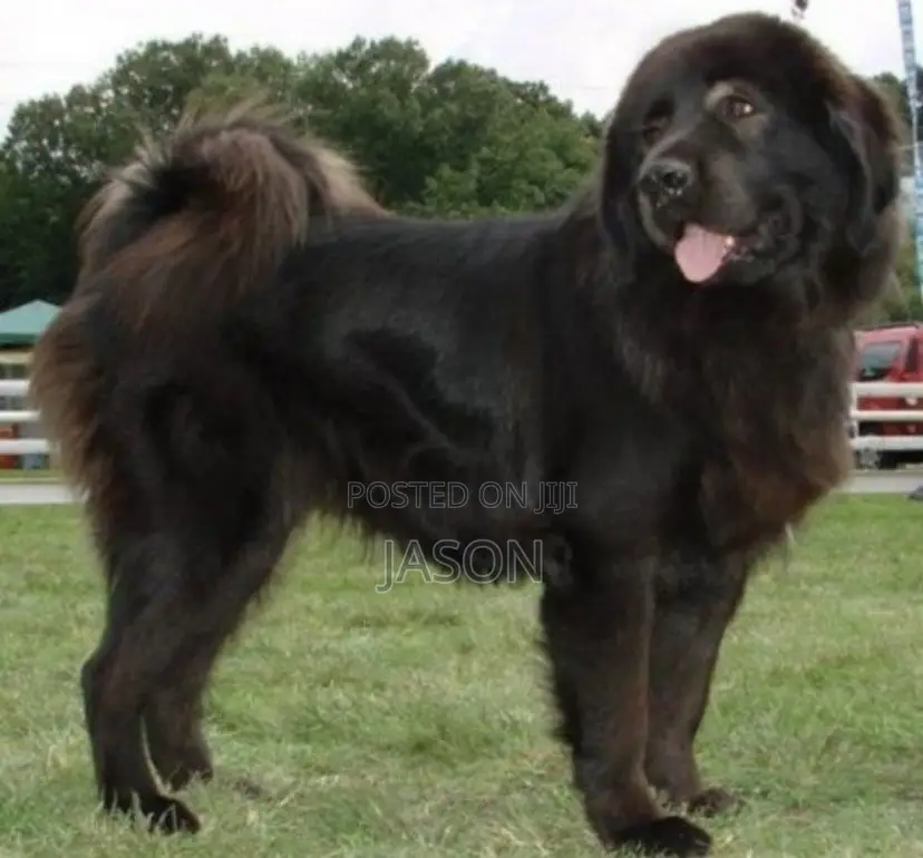6-12 months Male Purebred Caucasian Shepherd