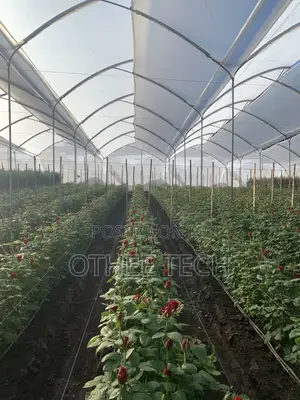 Commercial Greenhouse Design