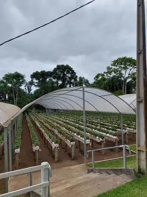 Tunnel Greenhouse Construction