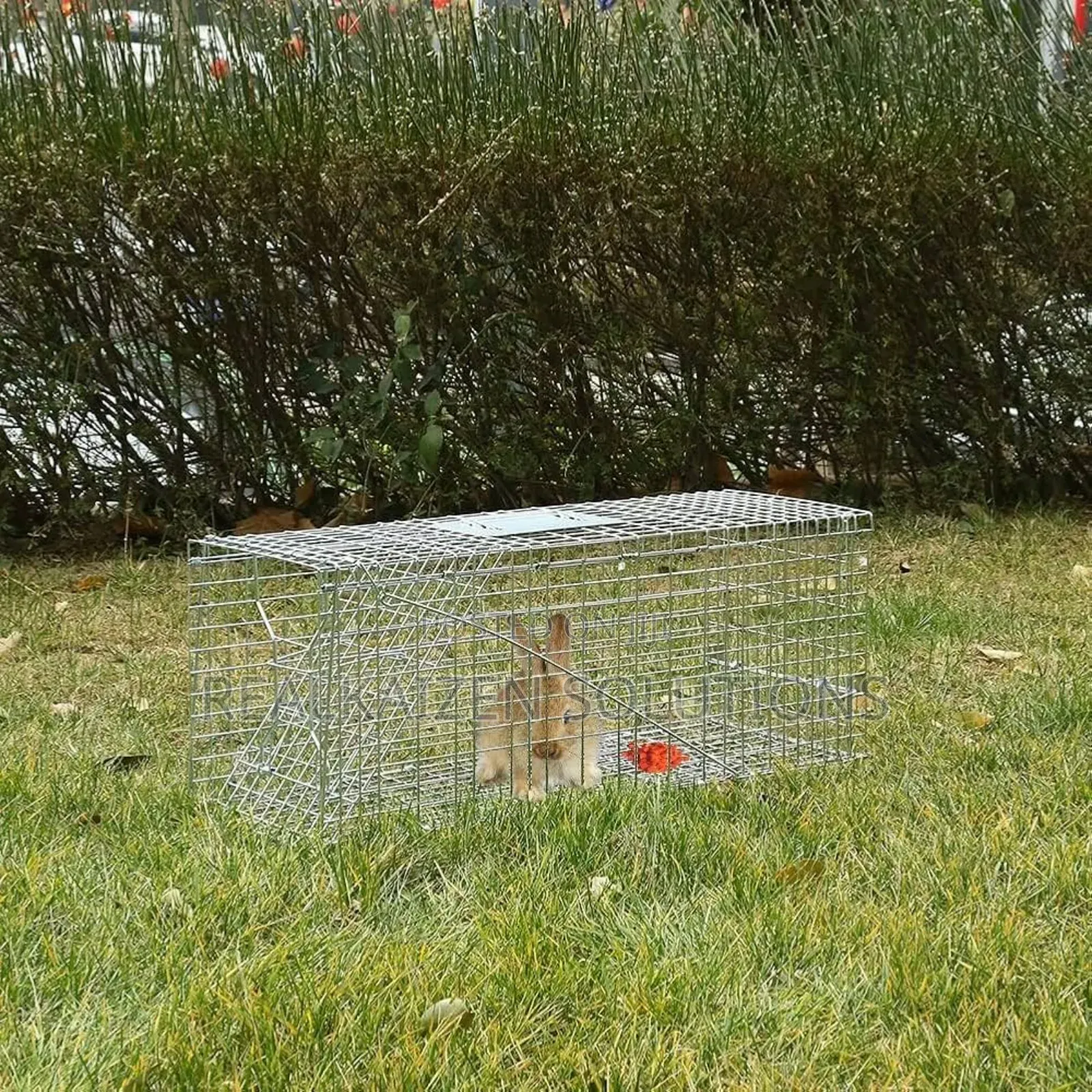 Heavy Duty Galvanized Steel Cage Animal Trap|
