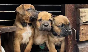 0-1 month Male Purebred Bulldog