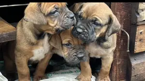 0-1 month Male Purebred Bulldog