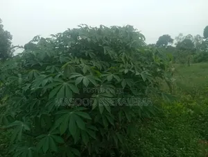 Land For Sale: 45 Acres Of Private Mailo At Sanga Matugga