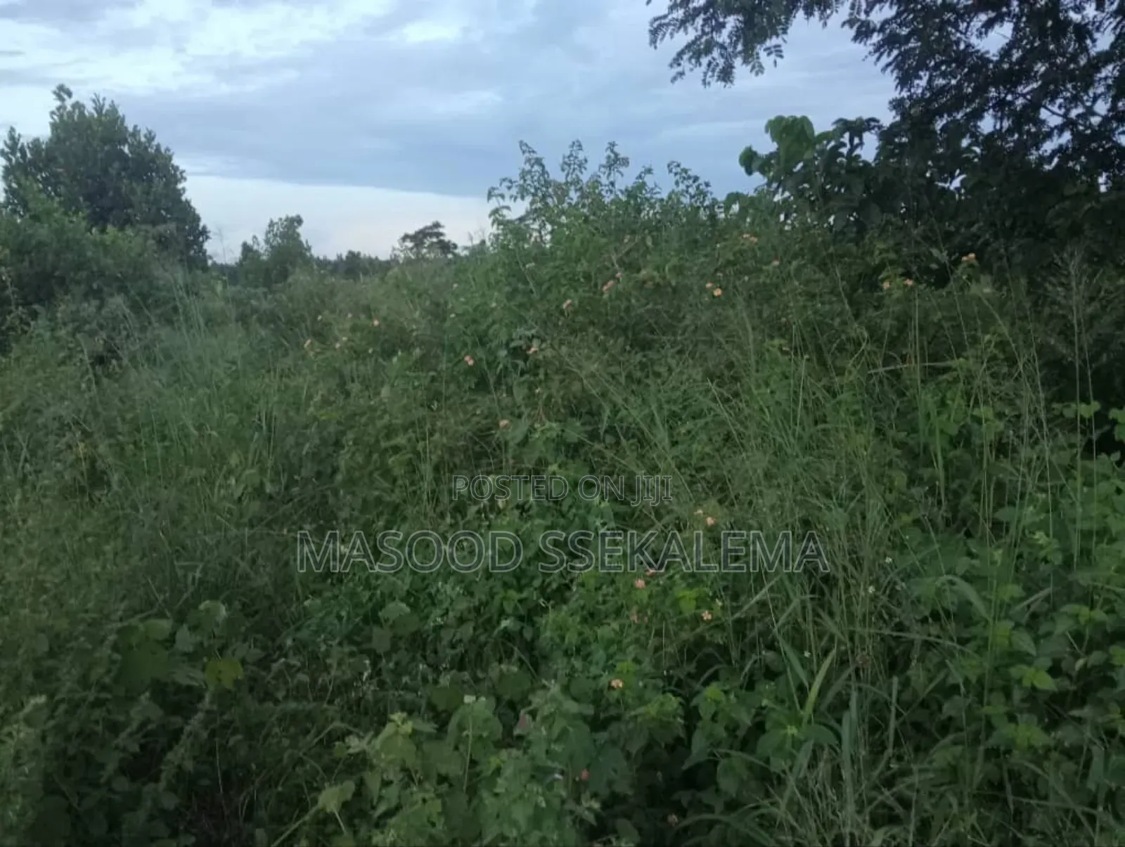 Land For Sale: 45 Acres Of Private Mailo At Sanga Matugga