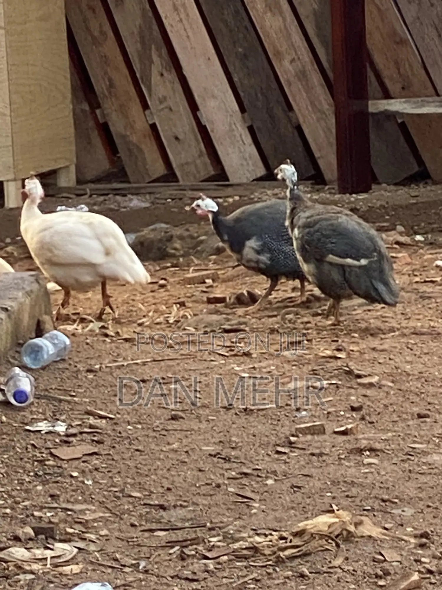 Guinea Fowls