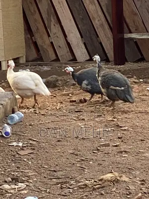 Guinea Fowls