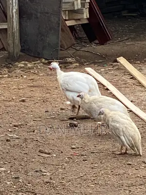 Guinea Fowls