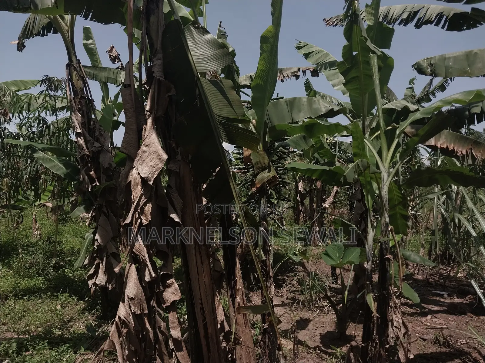 3 Plots 100x50 in Kakiri