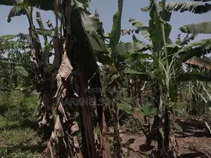 3 Plots 100x50 in Kakiri