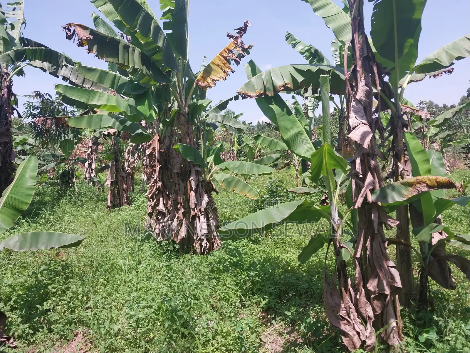 3 Plots 100x50 in Kakiri