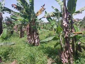 3 Plots 100x50 in Kakiri