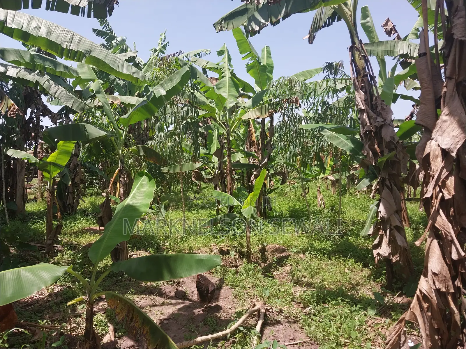 3 Plots 100x50 in Kakiri
