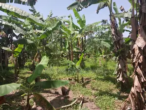 3 Plots 100x50 in Kakiri