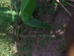 3 Plots 100x50 in Kakiri