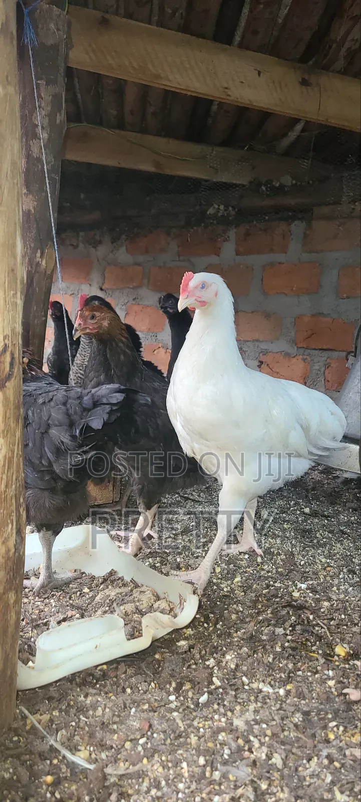 Local Chicken at 2months