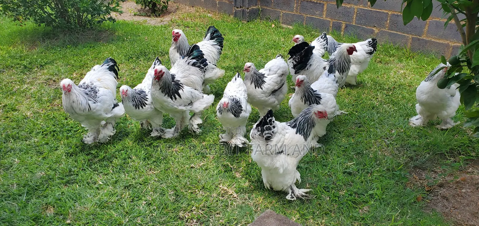 Brahma Chickens