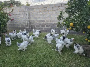Brahma Chickens