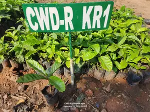 Kr-1 (Coffee Wilt Disease - Resistant Variety)