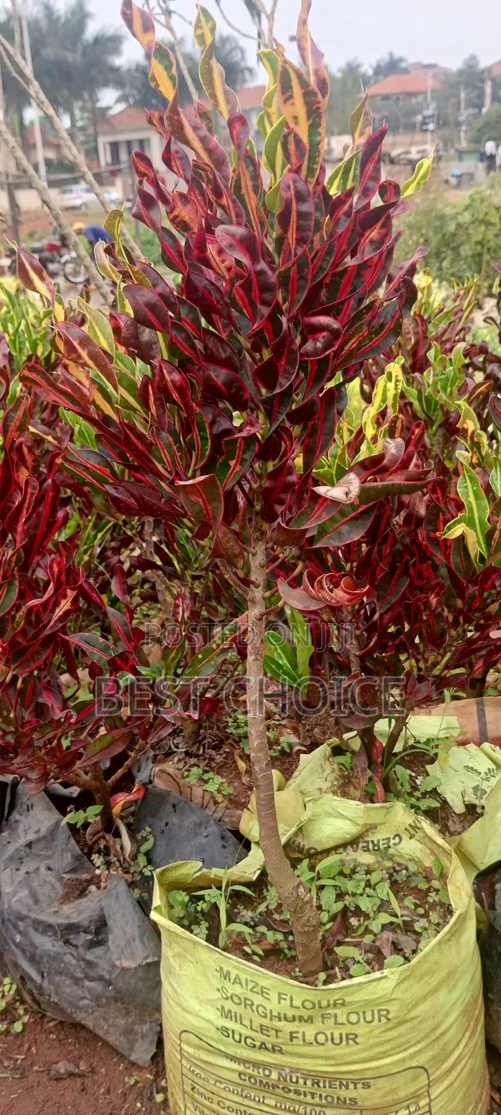 Brighten Up With Croton 