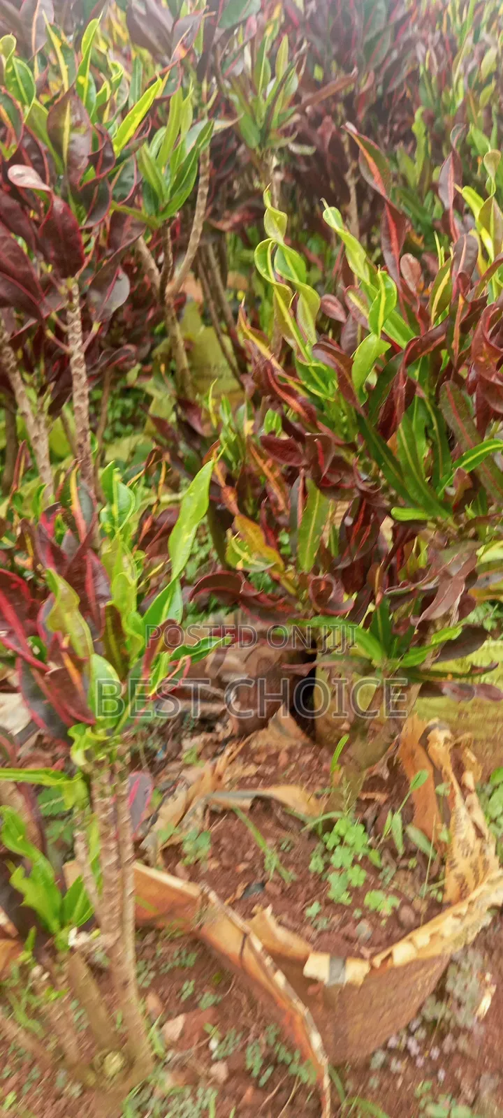 Brighten Up With Croton 