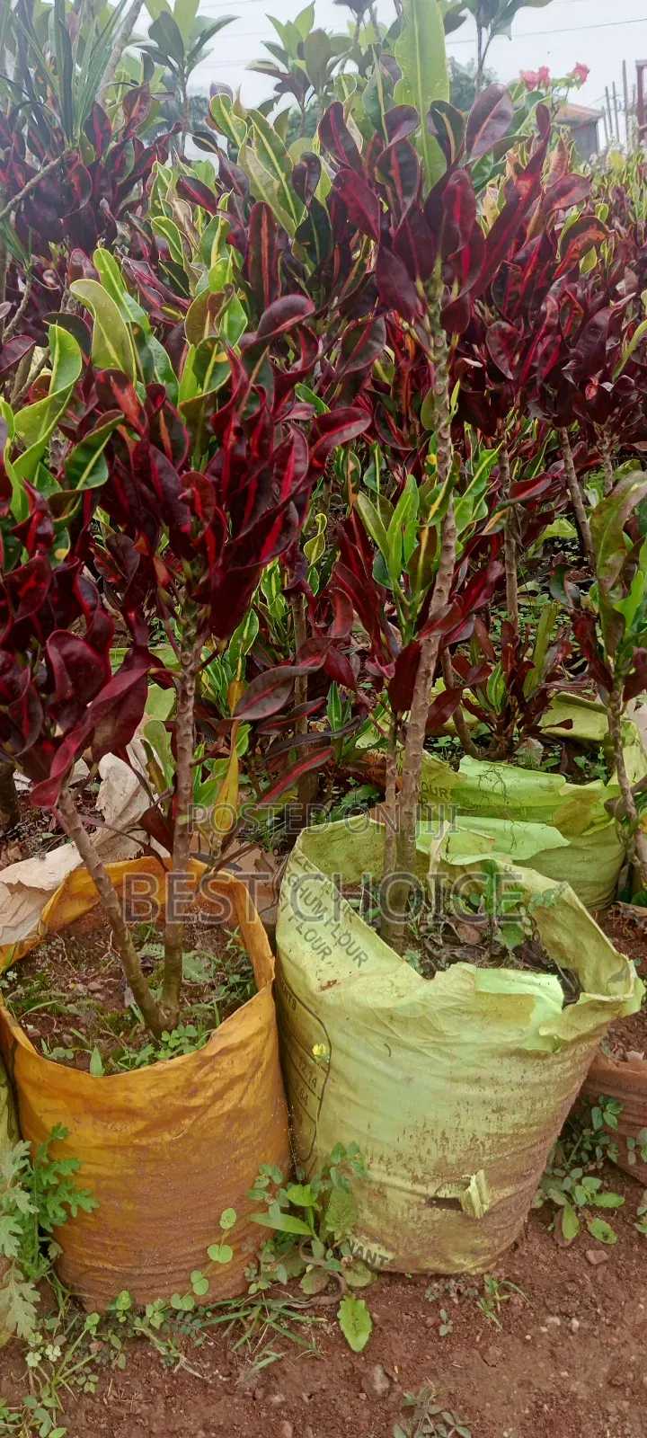 Brighten Up With Croton 
