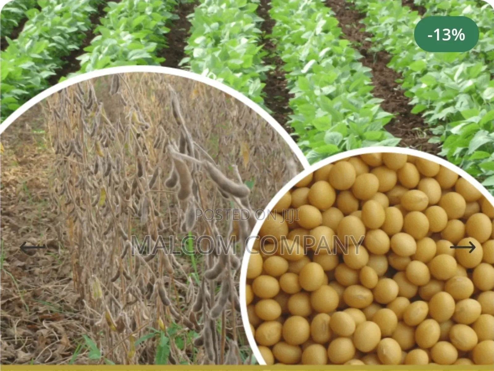 Soya Bean Seeds Maksoy 6n 25kg Per Acre
