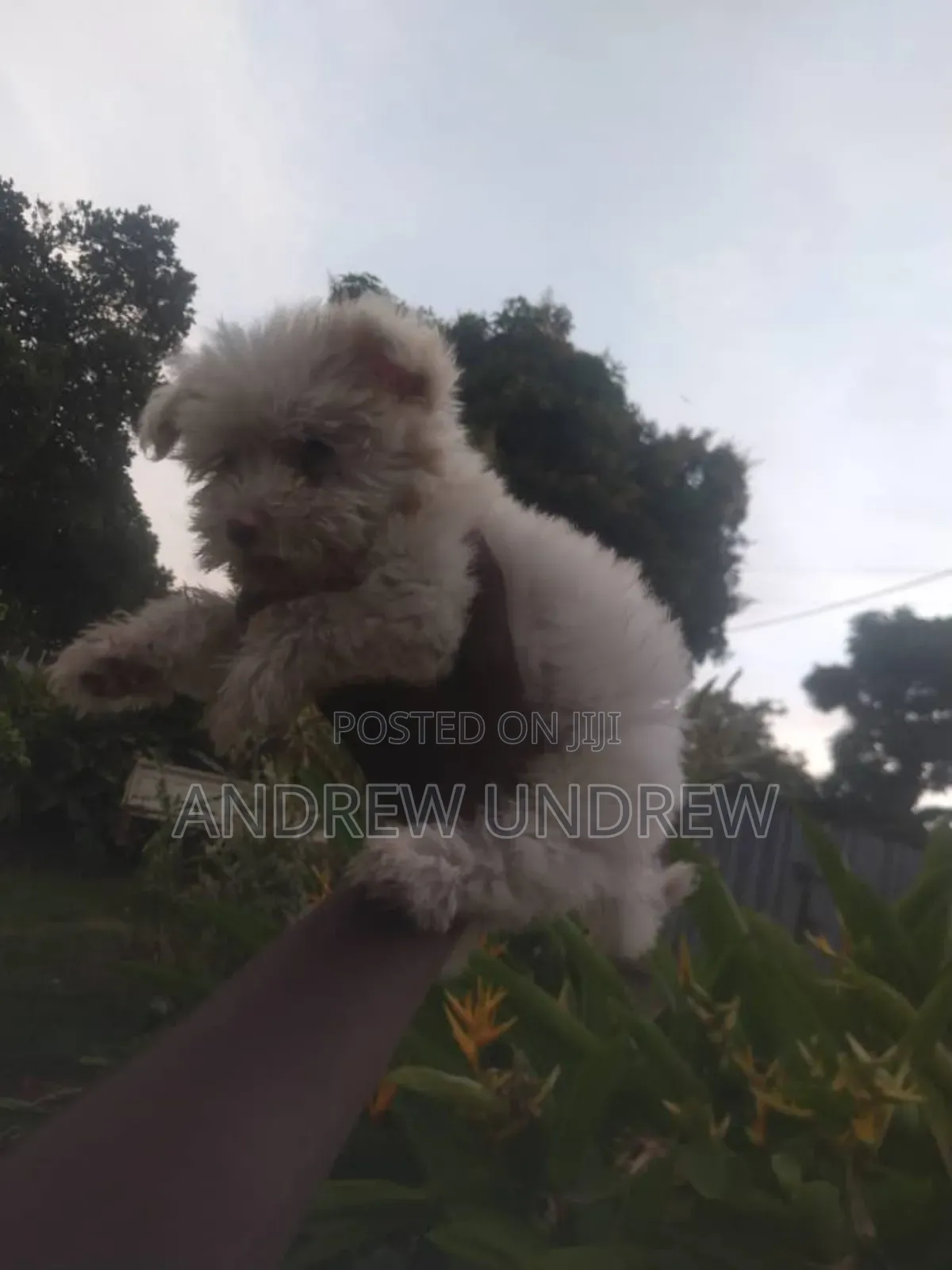 1-3 months Male Purebred Maltese