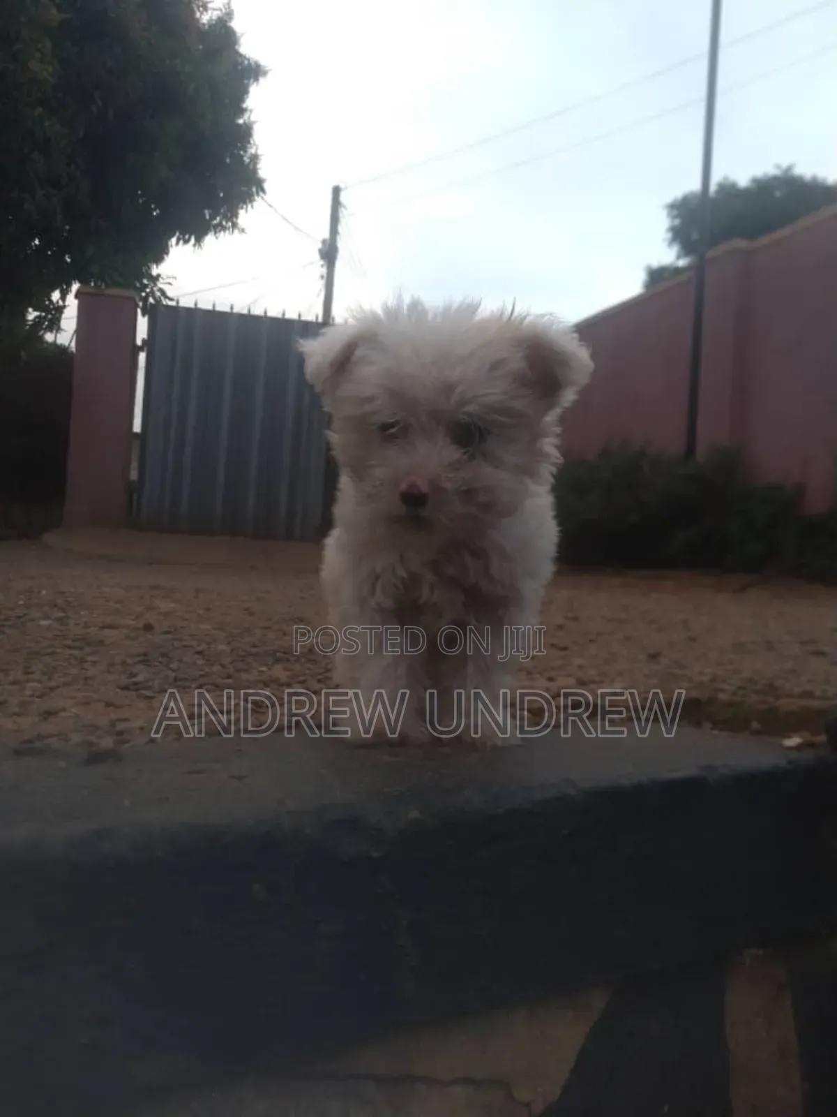 1-3 months Male Purebred Maltese