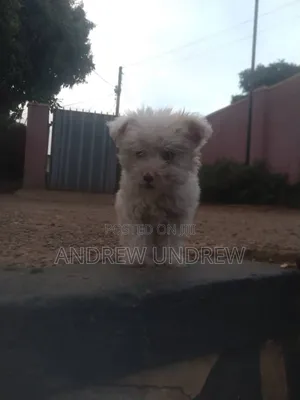 1-3 months Male Purebred Maltese