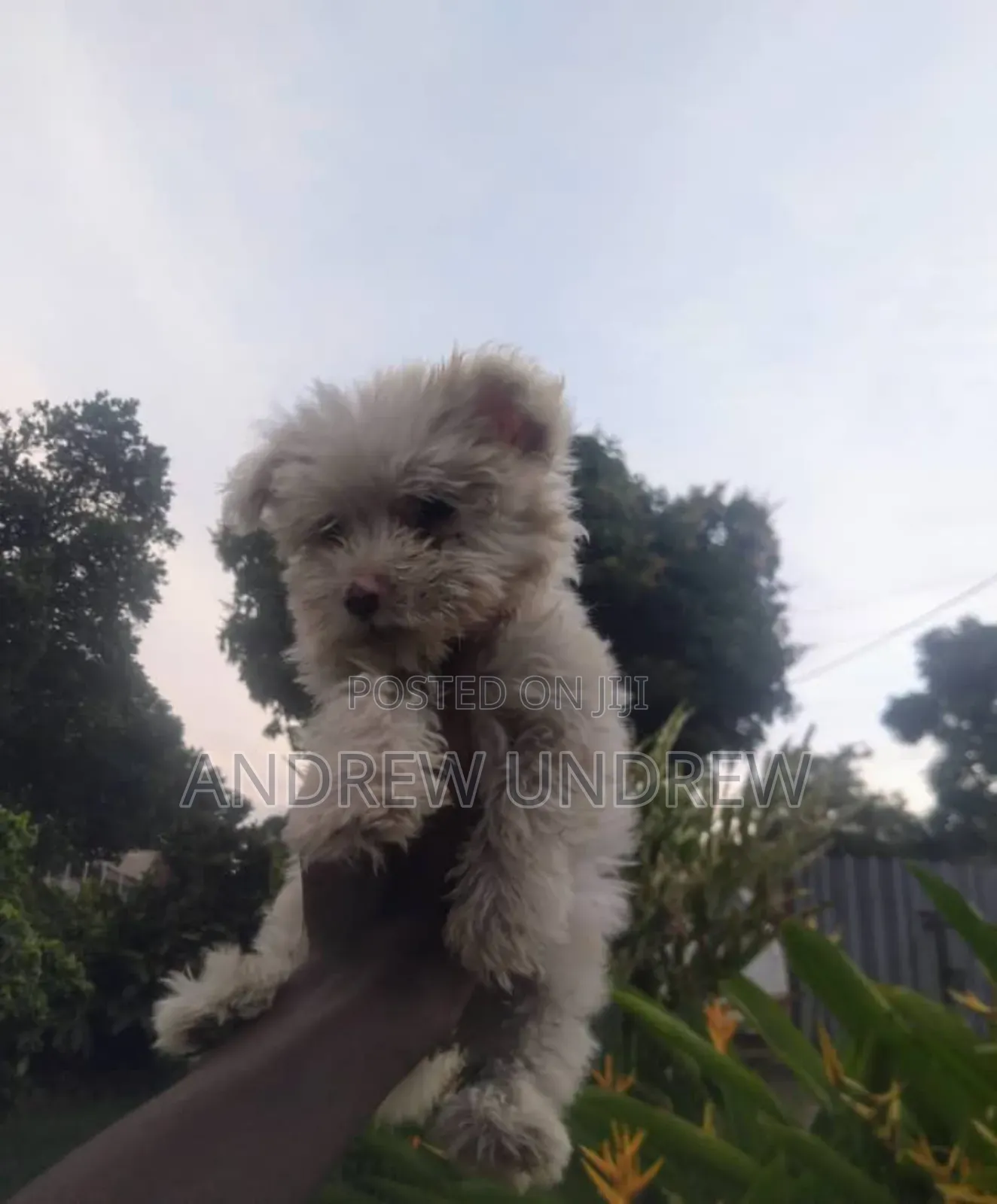 1-3 months Male Purebred Maltese