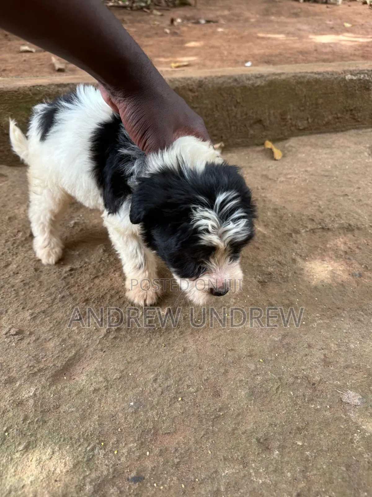 1-3 months Male Purebred Maltese