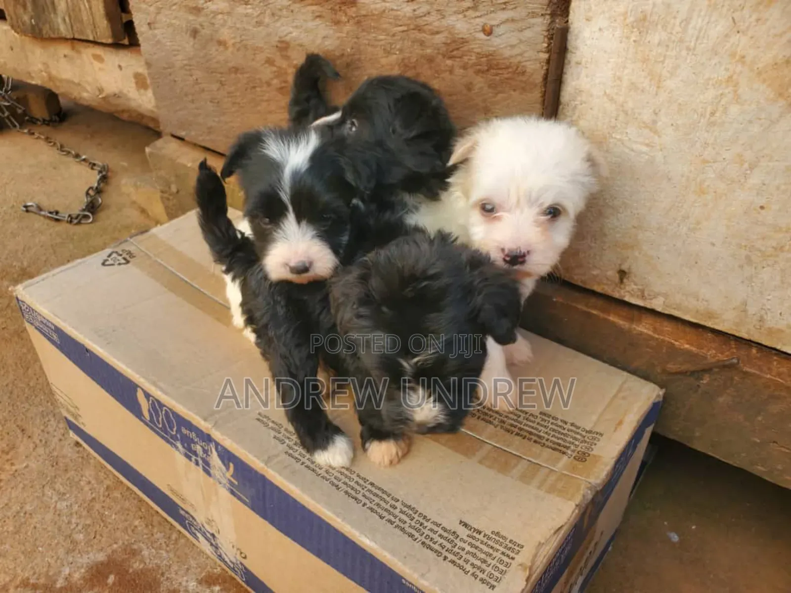 1-3 months Male Purebred Maltese