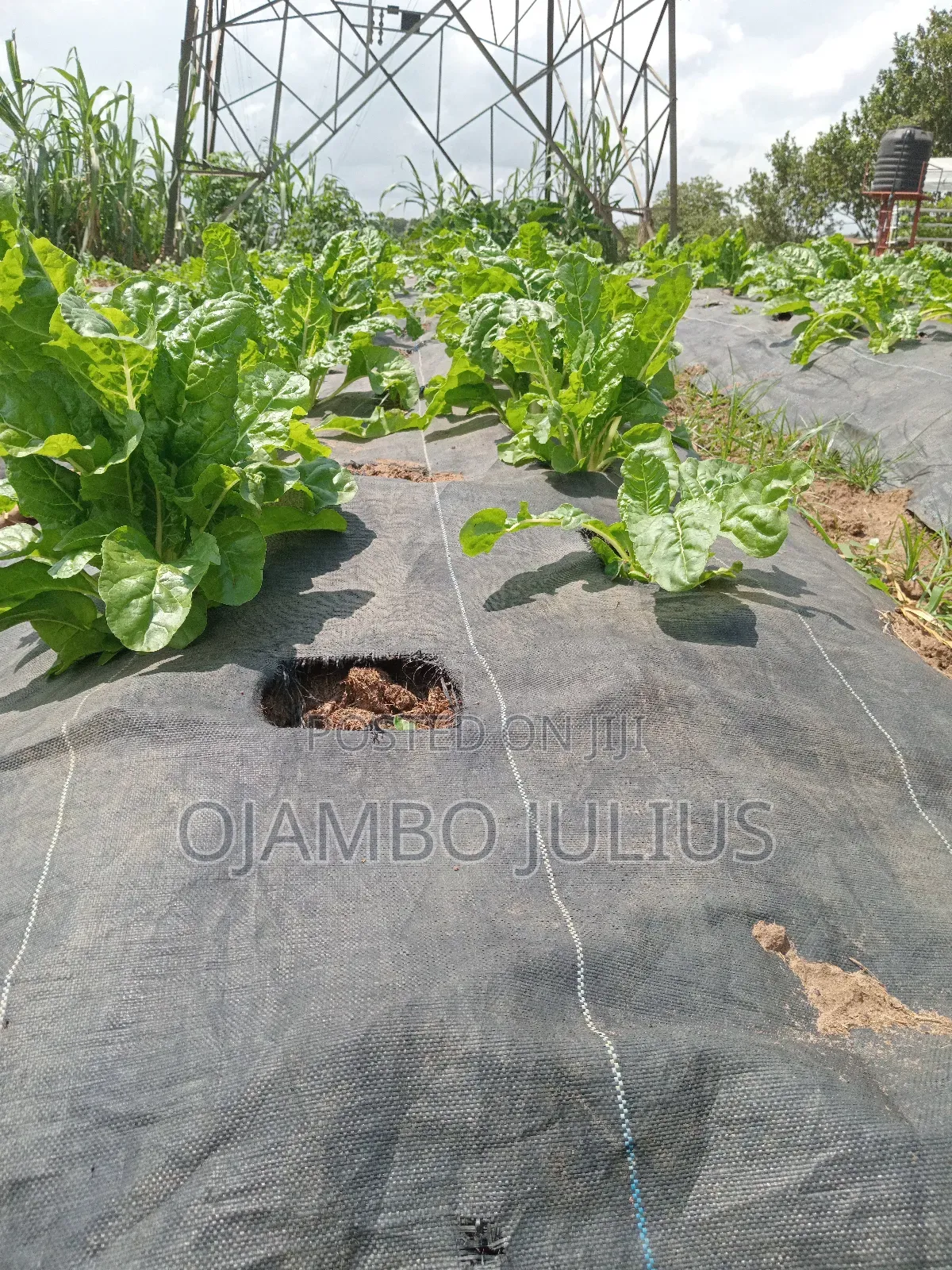 Spinach Vegetable