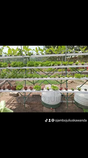Spinach Vegetable