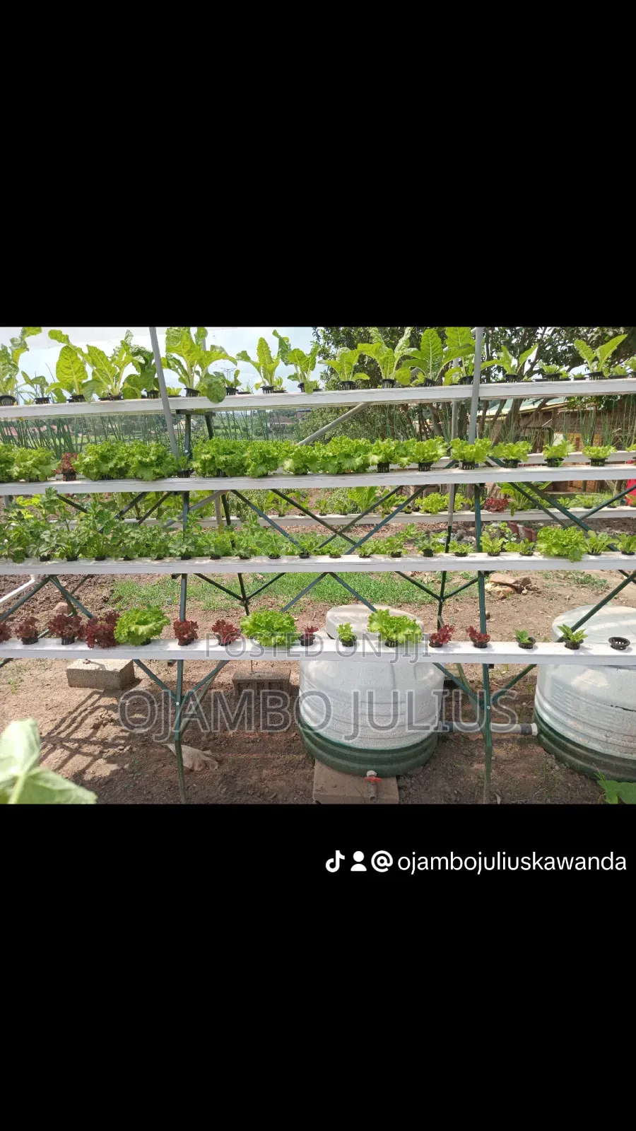 Spinach Vegetable