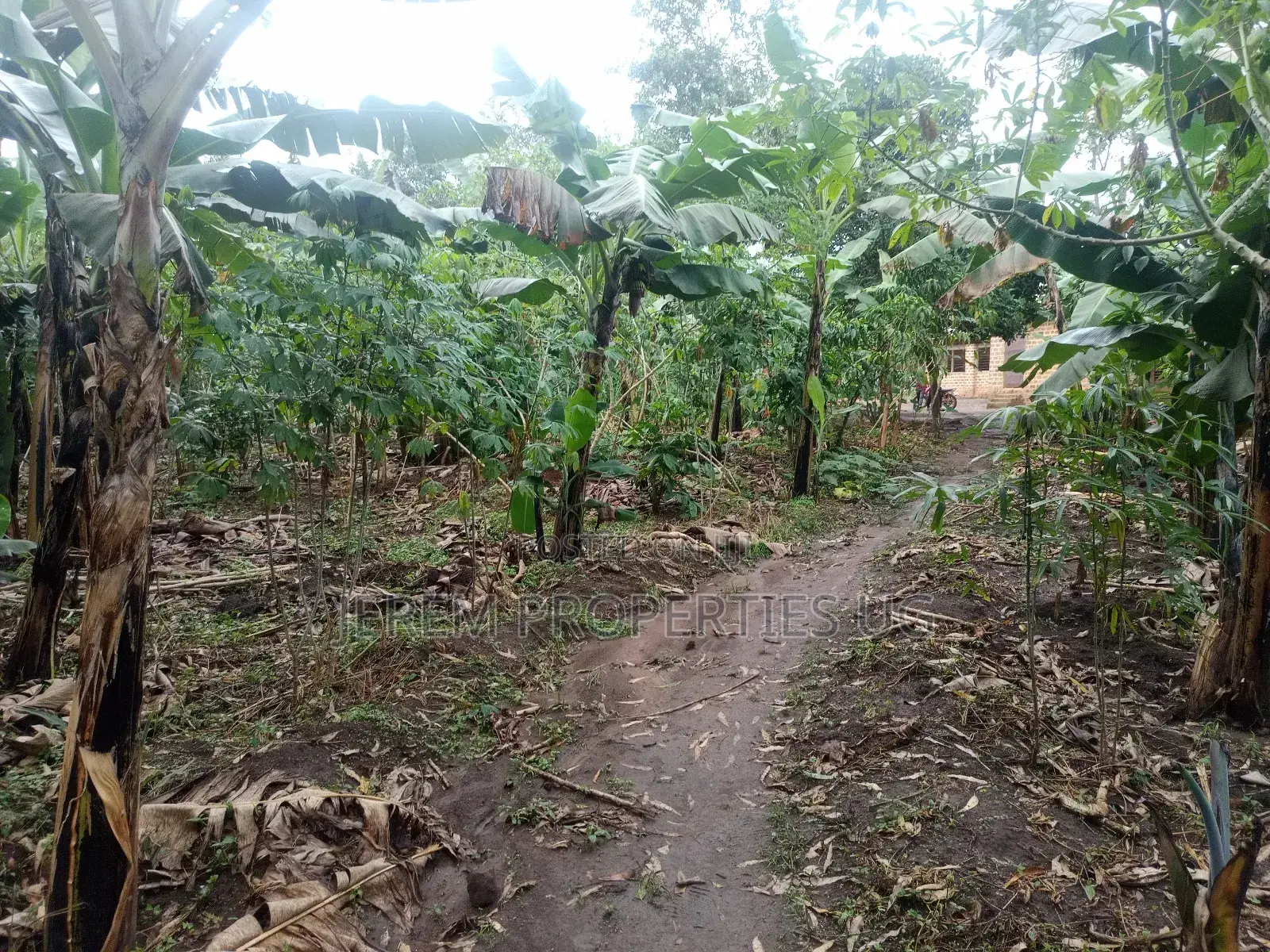 15 Acres of Land in Lugo Buwambo