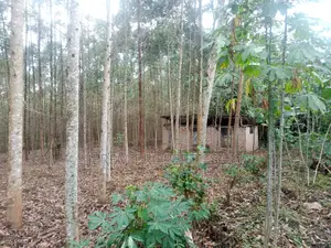 15 Acres of Land in Lugo Buwambo
