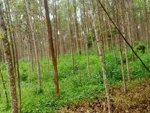 15 Acres of Land in Lugo Buwambo