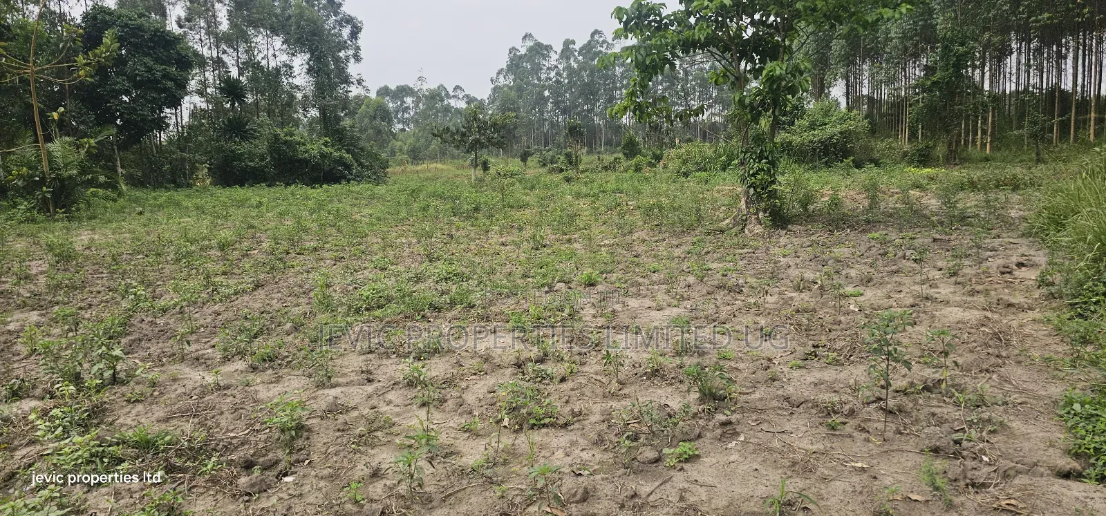 Farm Land for Sale at Namayumba Along Hoima Road