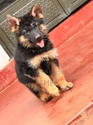 1-3 months Male Purebred German Shepherd