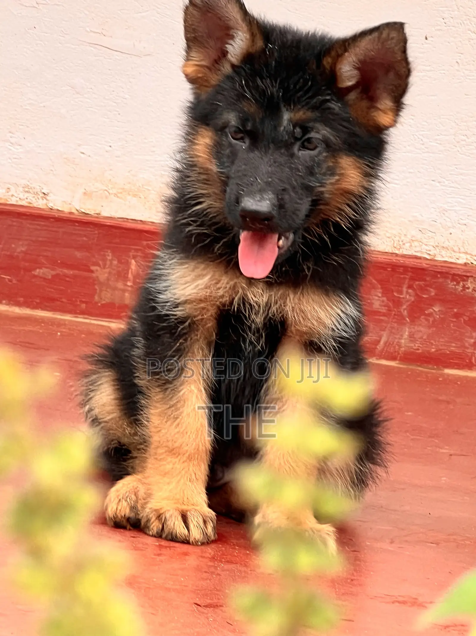 1-3 months Male Purebred German Shepherd