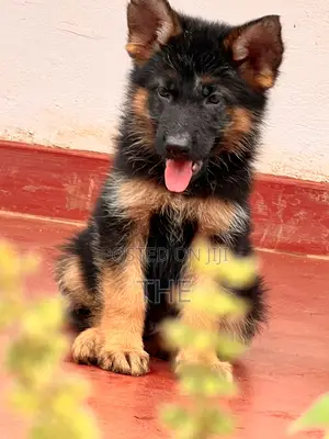 1-3 months Male Purebred German Shepherd