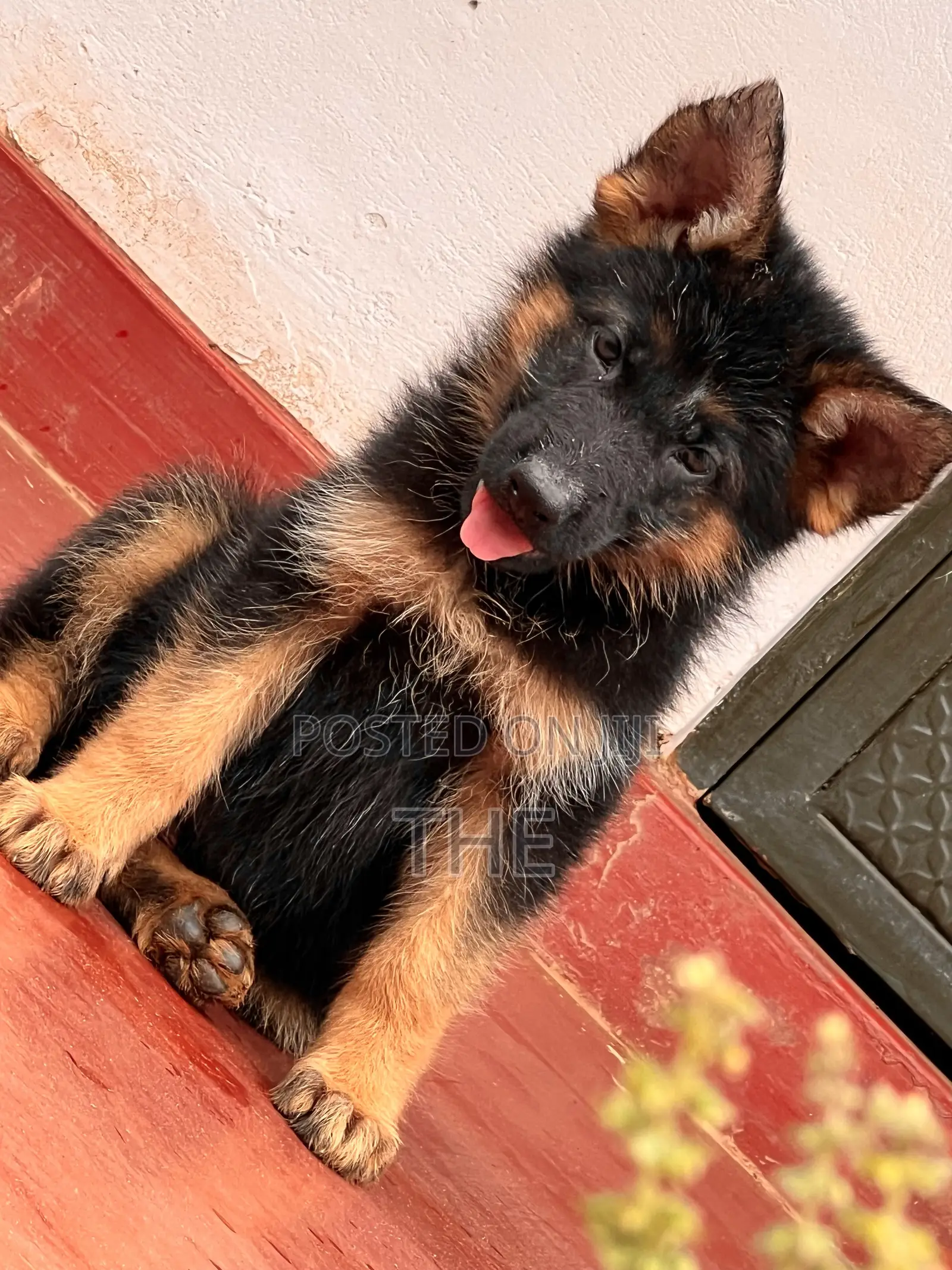 1-3 months Male Purebred German Shepherd
