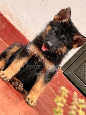 1-3 months Male Purebred German Shepherd