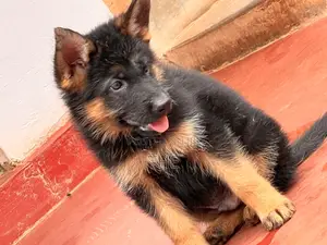 1-3 months Male Purebred German Shepherd