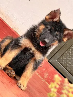 1-3 months Male Purebred German Shepherd