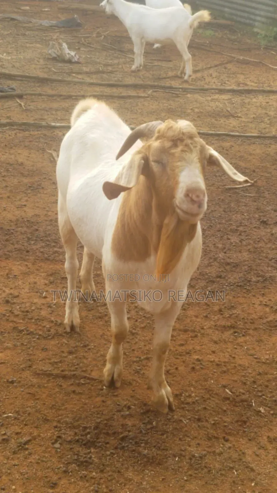 Boer Goats