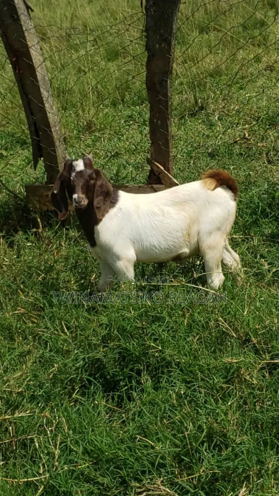 Boer Goats